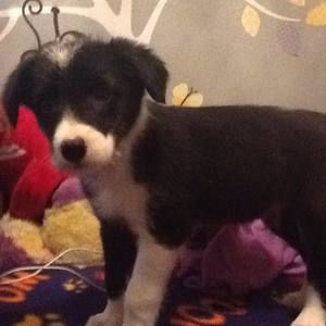 Meet your Posher, Caleb